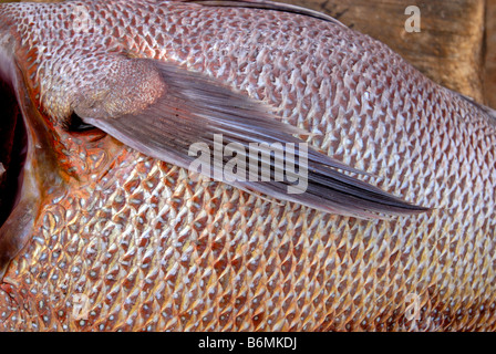 FISH MARKET IN KANYAKUMARI Stock Photo