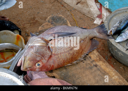 FISH MARKET IN KANYAKUMARI Stock Photo