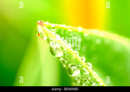 Tulip leaf with droplets. Tulipa hybr Stock Photo