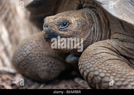 wild wildlife galapagos giant tortoise Testudo Elephantopus reptile old turtle land tortuga galapagos islands Darwin ecuador end Stock Photo