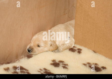 Two week old golden retriever dog puppy wriggles between plyboard divides on polyester fur bedding Stock Photo