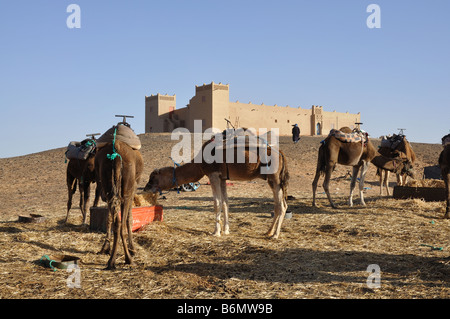 Camels feed in the camp, Sahara desert Morocco Africa Stock Photo