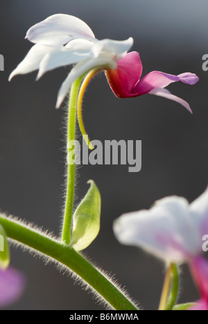 Close up of Calanthe Vestita Stock Photo