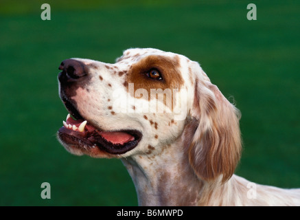 English Setter Portrait Stock Photo