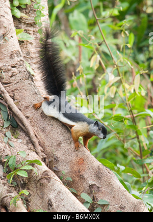 Prevost's Squirrel or Asian Tri-colored Squirrel (Callosciurus prevostii) Stock Photo