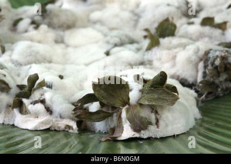 Mass of fluffy white mold has totally engulfed a group of strawberries. Stock Photo
