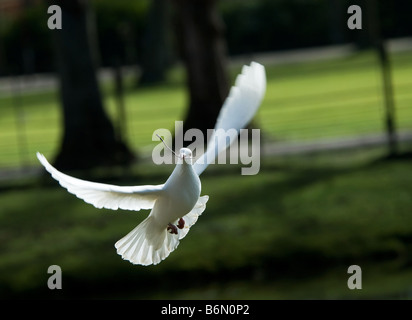 beautiful white dove in flight holding a small branch to build a nest in spring Stock Photo