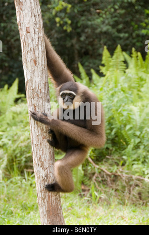 Agile gibbon, Hylobates agilis in Kalimantan, Borneo, Indonesia Stock Photo