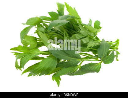 fresh lovage herb isolated on a white background Stock Photo