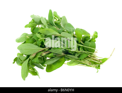 fresh marjoram herb isolated on a white background Stock Photo