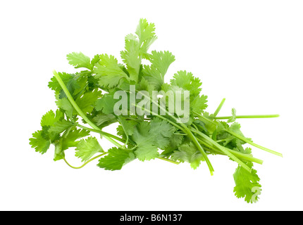 fresh coriander cilantro herb isolated on a white background Stock Photo