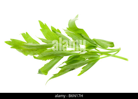 fresh lovage herb isolated on a white background Stock Photo