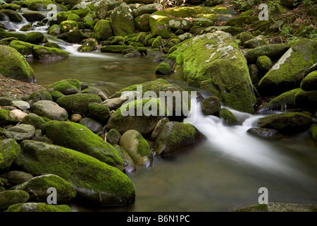 A view of a stream along the Roaring Fork Motor Nature Trail, Great Smoky Mountains National Park, Tennessee. Stock Photo