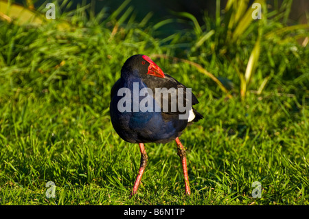 A pukeko or New Zealand swamp hen (Porphyrio porphyrio melanotus ) Stock Photo