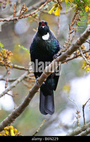 A tui (Parson bird, Prosthemadera novaeseelandiae) - a native New Zealand bird - singing in a kowhai tree Stock Photo
