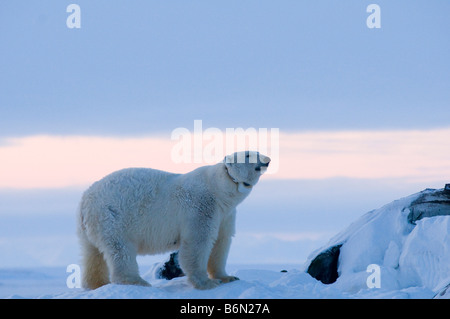 polar bear Ursus maritimus collared adult sow with cub scavenges a bowhead whale Balaena mysticetus carcass Stock Photo