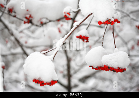 Ash berries under first snow, Moscow, Russia Stock Photo