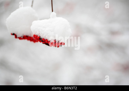 Ash berries under first snow, Moscow, Russia Stock Photo