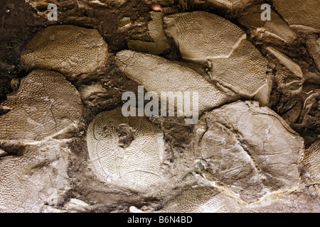 Fossil (Bothriolepis maxima), palaeontology museum, Moscow, Russia Stock Photo