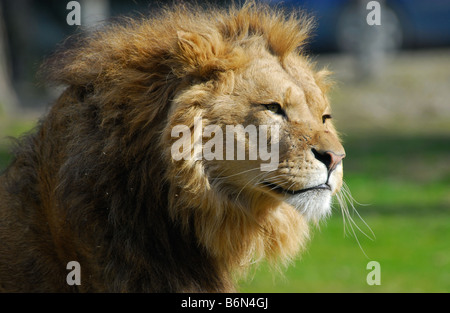 portrait of a big african male lion Stock Photo