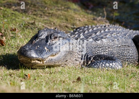 American Alligator, alligator mississippiensis, sunning itself on the bank of a lagoon in South Carolina Stock Photo