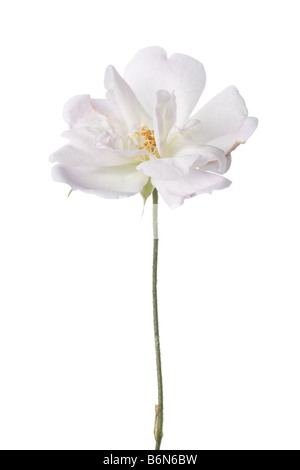 Antique garden rose isolated on white background Stock Photo