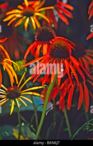 Echinacea 'Art's Pride' Stock Photo