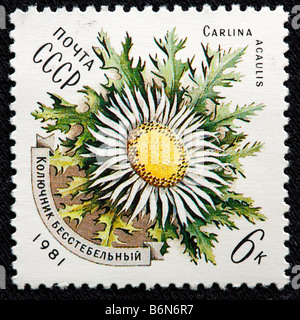 Carlina acaulis (Stemless carline, thistle Dwarf, carline thistle, Silver thistle), flower, postage stamp, USSR, Russia 1981 Stock Photo