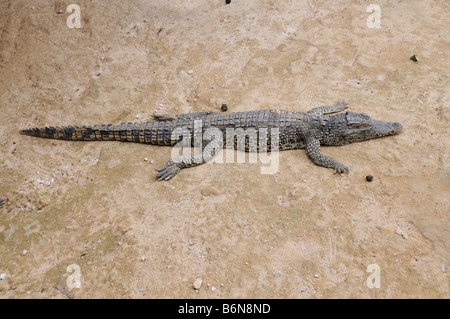 Alligator resting in the sand - Guama Lagoon, Cuba Stock Photo
