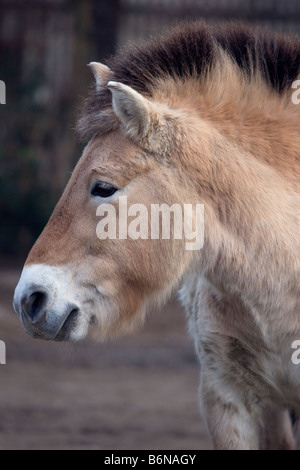 Przewalski's horse - Equus ferus Stock Photo