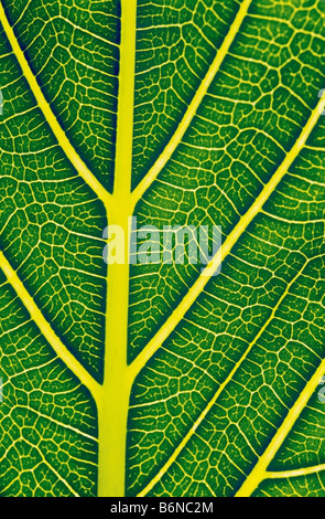 Structure of a healthy leaf Stock Photo