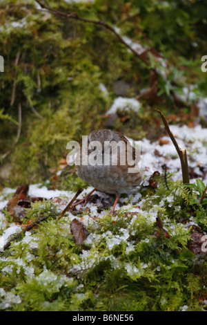 HEDGE SPARROW Prunella modularis FEEDING ON GROUND Stock Photo