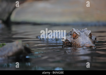 Alligator Stock Photo