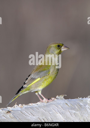 Greenfinch Carduelis chloris perched on Silver birch log Stock Photo