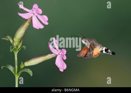 Hummingbird Hawk-moth Macroglossum stellatarum Stock Photo