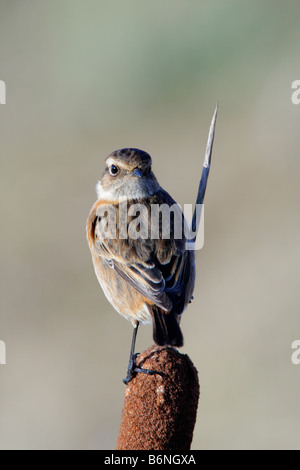 Female Stonechat  Saxicola torquata perched on Reedmase Fenstanton Cambridgeshire Stock Photo