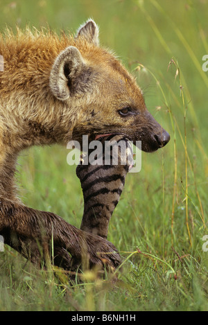 Hyena with Drumstick Stock Photo