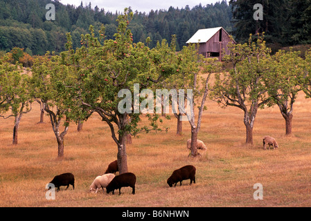 Grazing sheep and a field barn on the Malham Estate, Yorkshire Dales ...