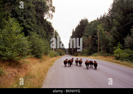 Flock of Runaway Black Sheep running on Country Road, Saltspring (Salt Spring) Island, Gulf Islands, BC, British Columbia Canada Stock Photo