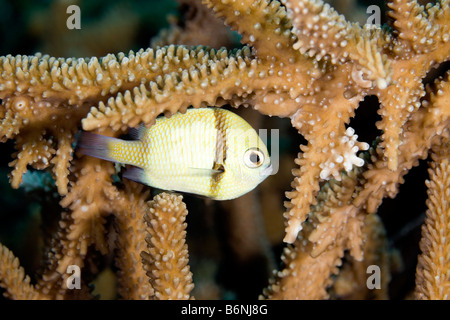 Reticulated Dascyllus, Headband Humbug or Reticulated Damselfish, Dascyllus reticulatus sheltering in branching hard coral Stock Photo