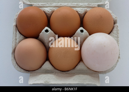 Five chicken eggs, one duck egg Stock Photo