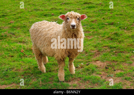 Rare English Breed Lincoln Longwool Sheep. farm Farming Animals Livestock ovine Hairy Coats wool. cloth weaving. tweed. Stock Photo