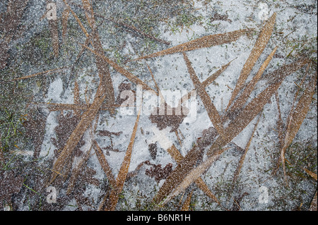 Plants frosen in ice, Sweden Stock Photo