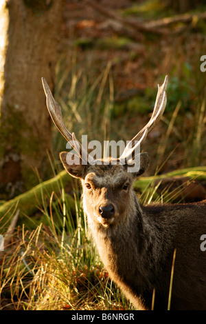 Sika Deer Stag standing in woodland Stock Photo