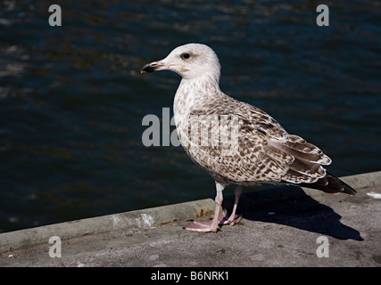 Seagull Herring gull Larus argentatus in second winter plumage Stock Photo