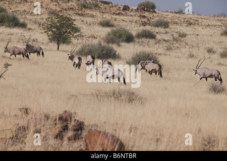 Palmwag, Lodge,Uniab River, NorthWest Damarland,Namibia Stock Photo