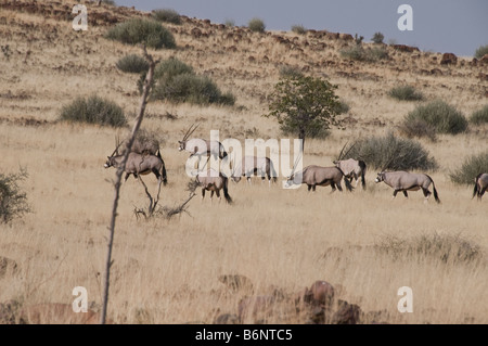 Palmwag, Lodge,Uniab River, NorthWest Damarland,Namibia Stock Photo