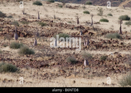 Palmwag, Lodge,Uniab River, NorthWest Damarland,Namibia Stock Photo