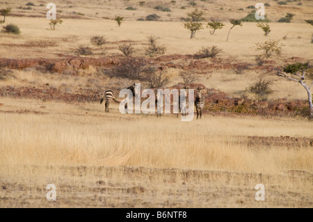 Palmwag, Lodge,Uniab River, NorthWest Damarland,Namibia Stock Photo