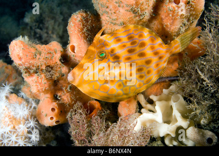 Mosaic leatherjacket, Eubalichthys mosaicus, swimming among sea sponges. Stock Photo